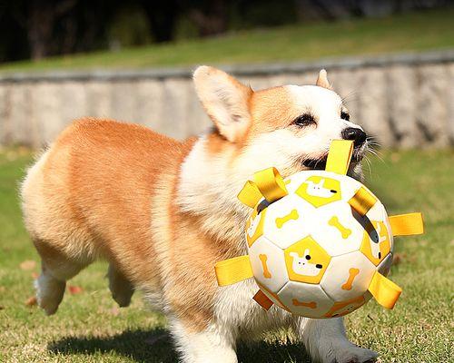 如何训练你的狗狗捡回球（从基础开始的宠物训练技巧）