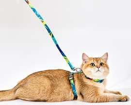如何训练猫使用牵引绳（让你的猫享受户外生活的技巧）