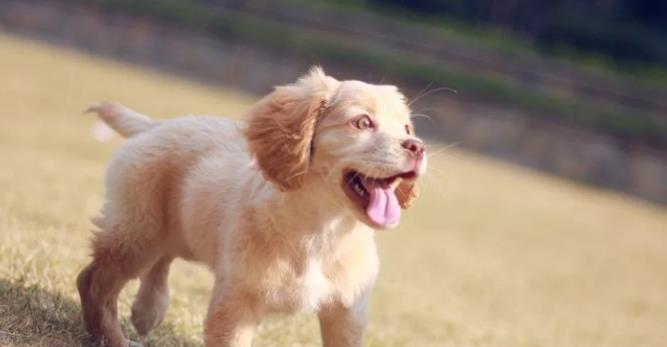 宠物狗狗健康的重要性及预防脑炎的措施（宠物狗狗健康的重要性及预防脑炎的措施）