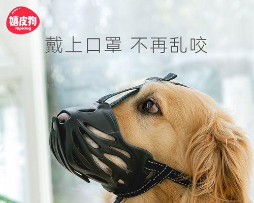 如何预防宠物狗捡食（从日常管理到训练）