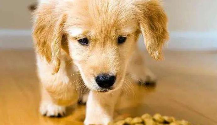 如何增加宠物小狗的食欲（15个科学有效的方法助您解决小狗不爱吃饭的烦恼）