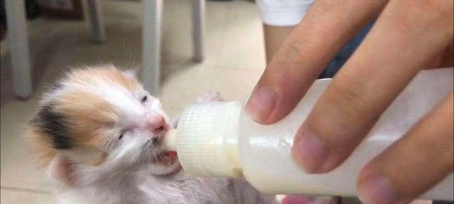 才出生小猫呼吸困难的原因和治疗方法（宠物猫咪健康问题）