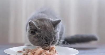 小猫食谱大公开——滋养健康成长的必备食品（营养均衡、多样化的食物选择）