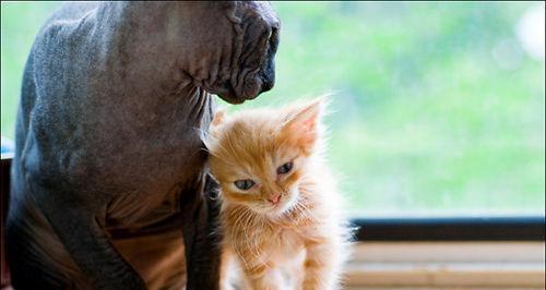 大猫的守护——如何让大猫照顾新来的小猫（传承宠物之间的温暖）
