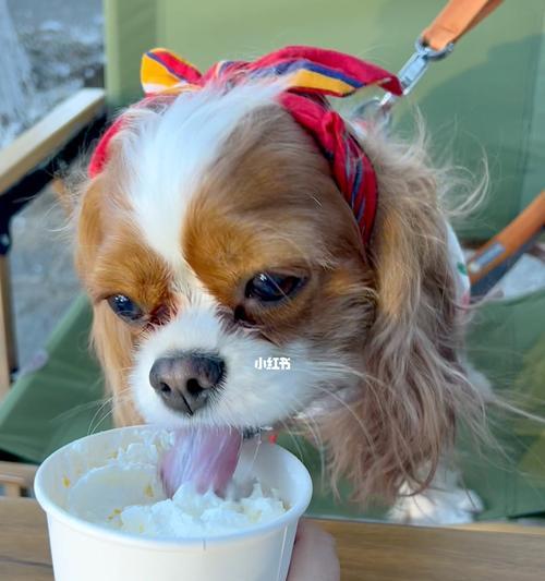 如何为宠物狗制作美味冰淇淋（健康营养又美味的狗狗冰淇淋）