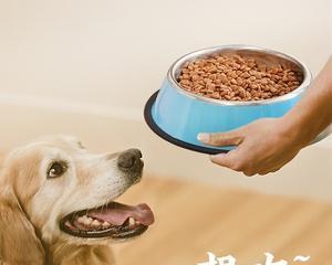 狗狗的饮食管理（以宠物为主）