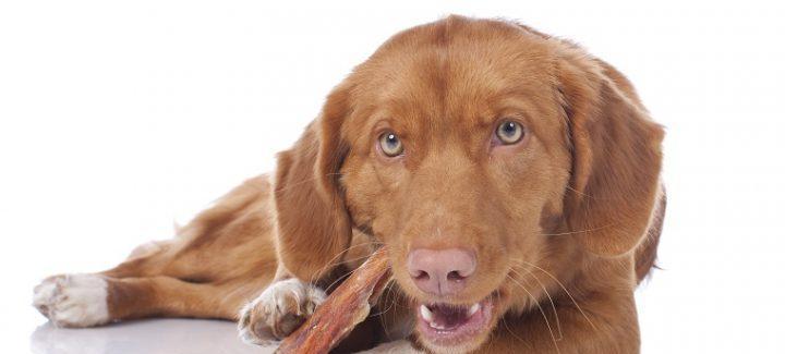 狗狗吃骨头拉肚子的原因及处理方法
