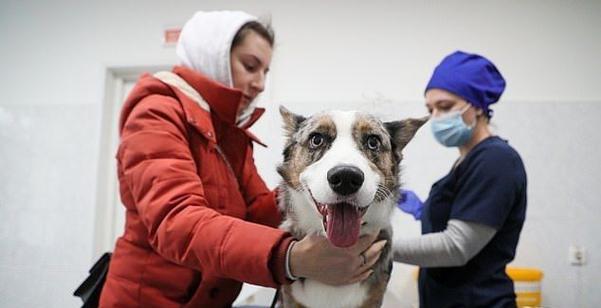 以狗狗打完疫苗第三天为主题的宠物护理指南（如何在狗狗打完疫苗后的第三天给宠物提供的护理）