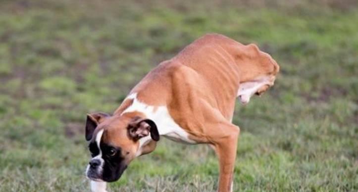 狗狗后腿脱臼，如何救治（探寻狗狗后腿脱臼的成因和治疗方法）