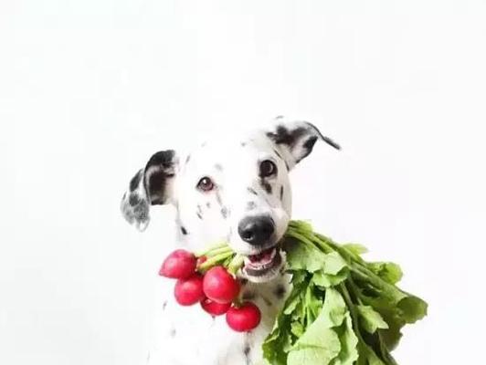狗狗能不能多吃青菜（科学告诉你狗狗青菜的适量和注意事项）