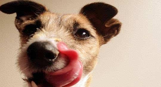 为什么狗狗总是舔鼻子（探究狗狗舔鼻子的原因和意义）