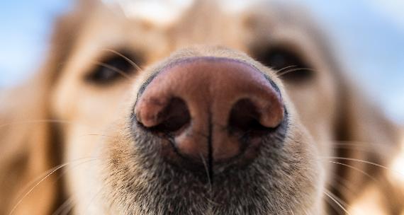 为什么狗狗总是舔鼻子（探究狗狗舔鼻子的原因和意义）