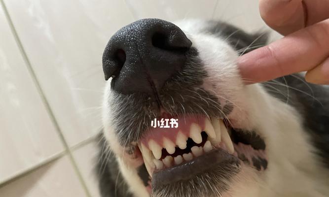狗狗为什么喜欢舔自己嘴巴（探究狗狗舔嘴巴的原因和影响）