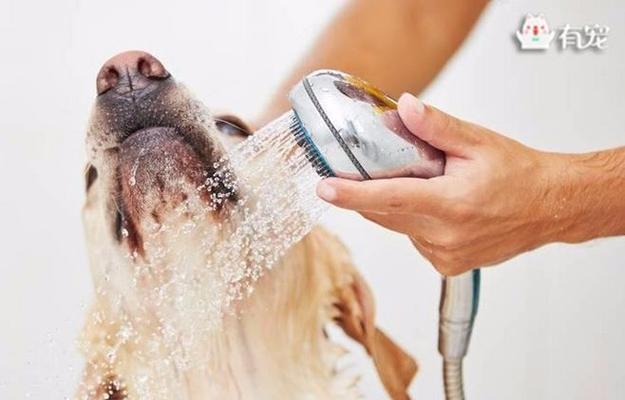 宠物狗狗洗澡后拉肚子怎么办（原因分析）