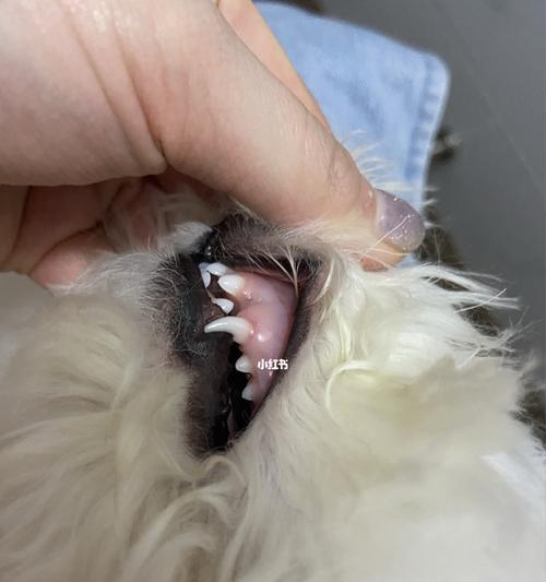 当宠物狗牙齿成为威胁——我的手被狗划伤了（宠物狗咬伤主人）