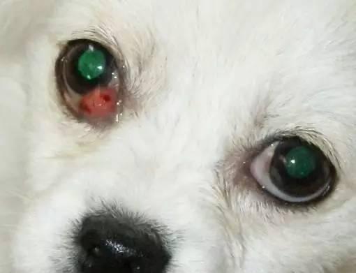 狗狗眼睛肿的原因及预防方法（从宠物主人的角度看狗狗眼睛肿的种种情况）