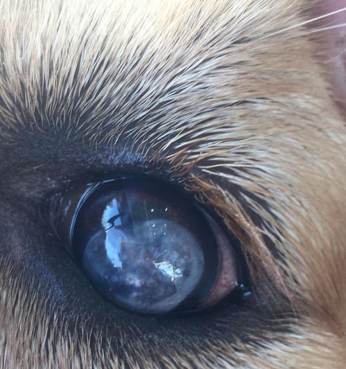 狗狗眼珠红的原因及治疗方法（揭秘宠物眼睛疾病）