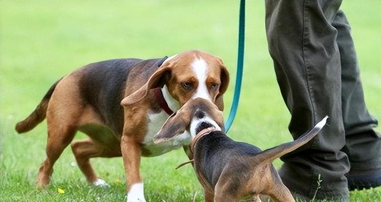 狗狗为何会咬尾巴（探究狗狗咬尾巴的原因及解决方法）