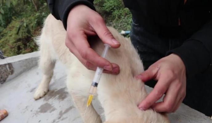 狗狗疫苗注射完全指南（宠物健康保障的基石）