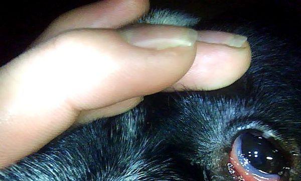 狗狗眼屎带血丝的原因及预防方法（宠物眼部健康应该引起重视）