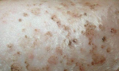 如何预防宠物狗狗的皮肤病（护理）