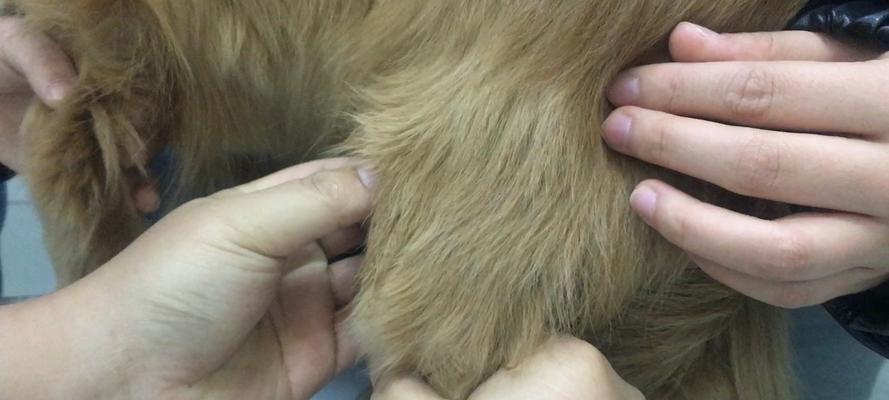 狗狗髌骨移位的治疗方法剖析（探讨狗狗髌骨移位的原因）