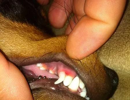 狗乳牙长齐的时间表（了解宠物乳牙的生长周期）