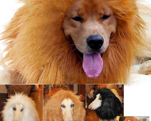探究狗狮子的特征与习性（以宠物为主的异类动物）