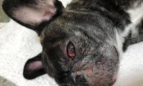 狗眼睛肿胀的原因与治疗方法（宠物护理中必须了解的眼睛问题）