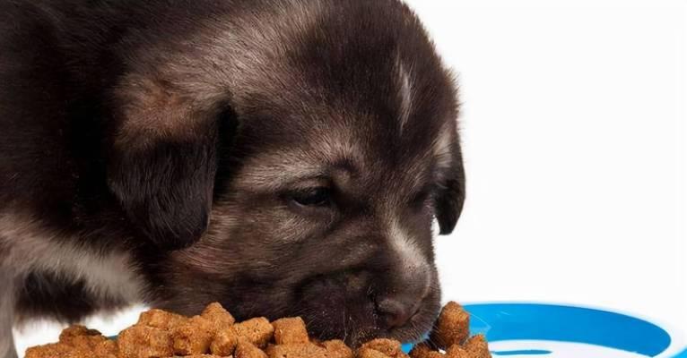 两个月大的狗狗应该吃多少狗粮（掌握正确喂食方法）