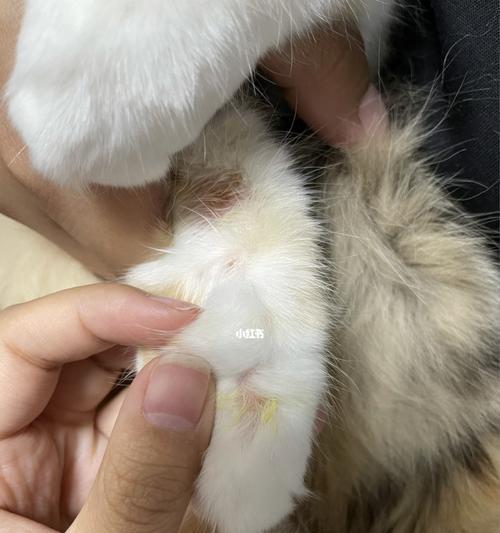 小猫猫藓，宠物也需护肤（探究两个月小猫猫藓的成因与治疗方法）