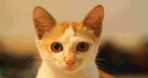 揭秘猫黄疸，宠物健康有保障（了解猫黄疸的表现及治疗方法）
