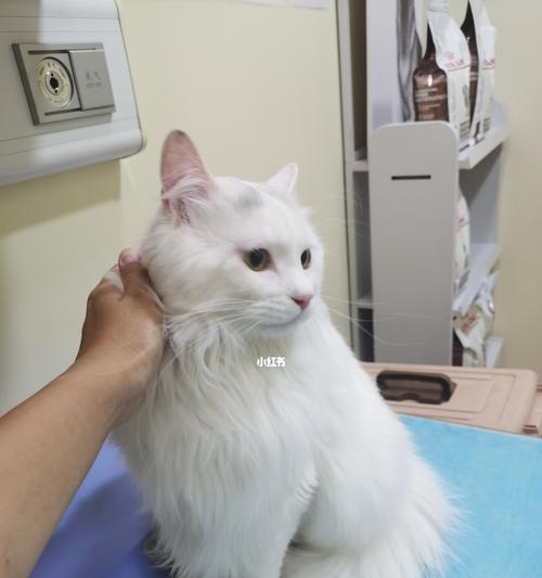 宠物猫感染弓形虫的预防和治疗方法（保护宠物与人类健康的小贴士）