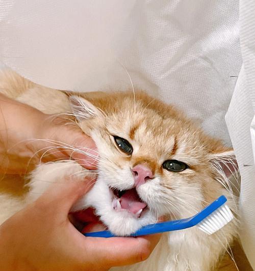 猫指甲发炎解决方法（宠物保健知识）