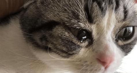 猫咪鼻子的预兆（如何通过猫咪鼻子的状态了解宠物的身体状况）