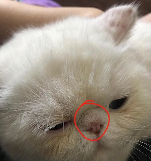 猫咪鼻子为什么会发烫（探究猫咪鼻子温度的原因和变化）