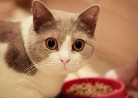 宠物猫咪便秘引发的肚子胀大问题（了解猫咪便秘的原因）