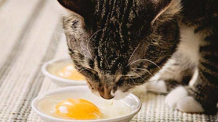宠物猫不能食用的蔬菜及注意事项（注意宠物猫饮食健康）