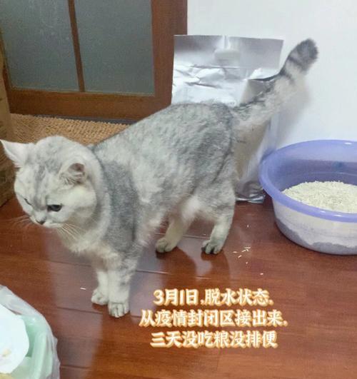 猫咪肠道手术并发症预防与治疗（从宠物健康出发）