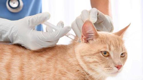 猫咪肠道手术并发症预防与治疗（从宠物健康出发）