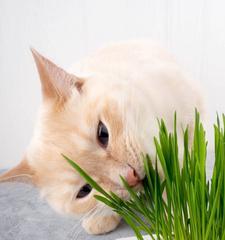 猫咪吃了猫草，为什么会吐黄水（探究猫咪吃猫草的原因和吐黄水的危害）