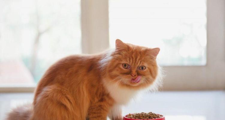 猫咪纯猫粮喂养的好处与注意事项