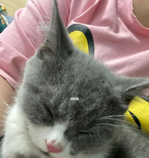 猫咪打完疫苗后的舒适睡眠（给宠物打疫苗是爱护之举）