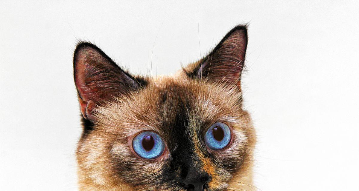 猫咪的独特之处——双色眼睛（探寻双色眼猫咪的神秘世界）