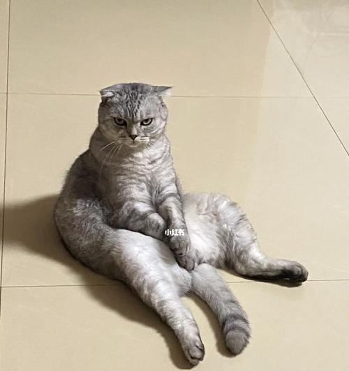 探秘猫咪蹲坐姿势的奥秘（如何从猫咪的姿势中了解它的情绪）