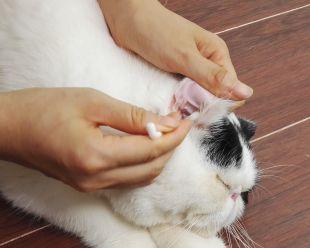 猫咪耳朵硬硬的原因及解决方法（从宠物保健）