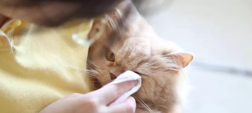 爱宠生病了，如何治愈猫咪感冒发烧（详解猫咪感冒发烧的症状和治疗方法）
