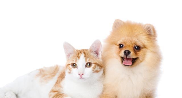 猫咪和狗狗（探究宠物养护的难易程度及生活习性比较）