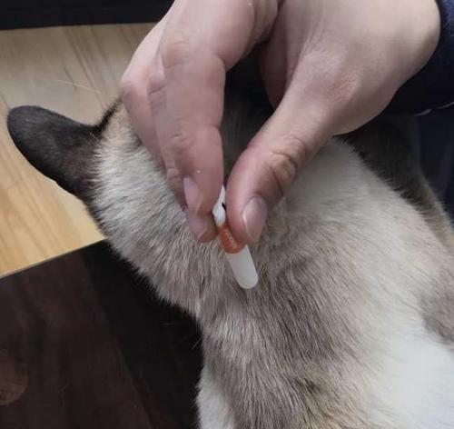 猫咪抗体检测（通过猫咪检测抗体了解宠物的免疫力）