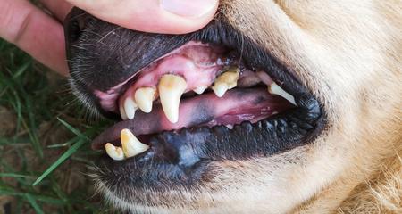 三个月小狗的牙齿成长全指南（从宠物的视角）